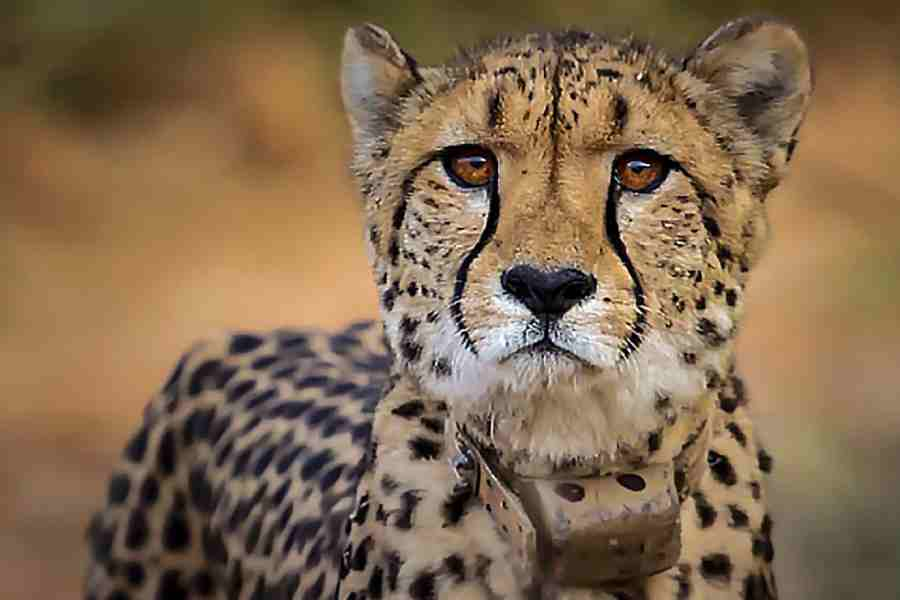 Mothippie's tweet photo. @Aliiwa I think feline resources are harder to come by, since the largest "fandoms" are lion king and warrior cats- and those are two VERY different styles

It might be good to take a look at the different ear and muzzle shapes of big cats! i.e. these kitties all have different shapes! https://t.co/giYnPKVnVu