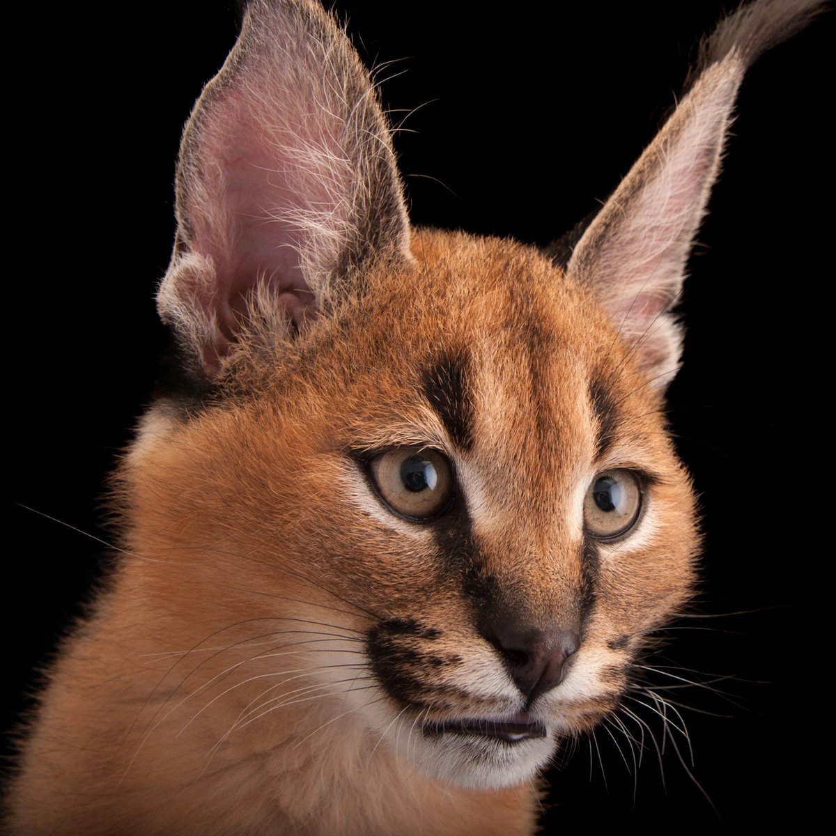 Mothippie's tweet photo. @Aliiwa I think feline resources are harder to come by, since the largest "fandoms" are lion king and warrior cats- and those are two VERY different styles

It might be good to take a look at the different ear and muzzle shapes of big cats! i.e. these kitties all have different shapes! https://t.co/giYnPKVnVu