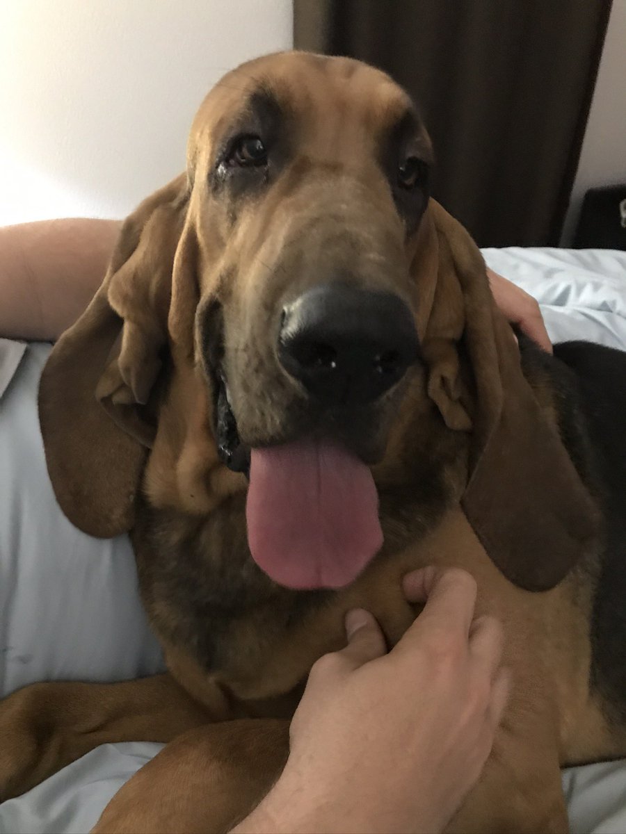 ChartersEpic's tweet photo. Happy birthday to my best buddy K9 Buster!

#k9buster #busterthebloodhound #happybirthday #bloodhound #bloodhoundlove #bloodhounds @PSOK9Buster https://t.co/47pMfkwKC4