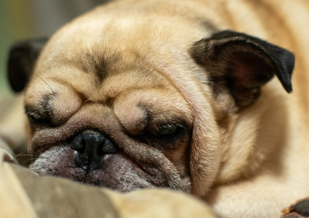 pugGSX's tweet photo. お留守番犬🐽🐽
#Nikon #オールドレンズ https://t.co/WRpJdbCTMU
