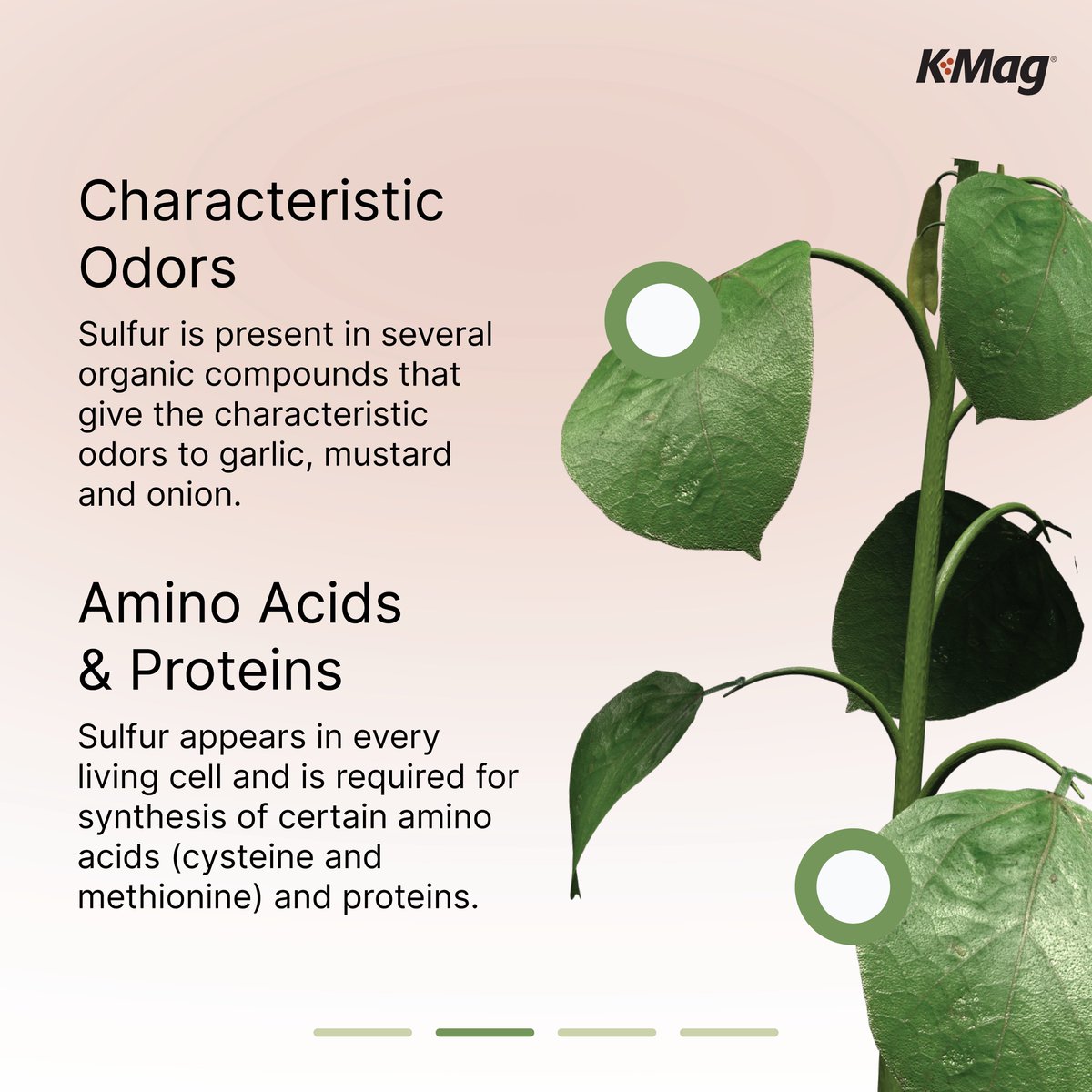 CropNutrition tweet media