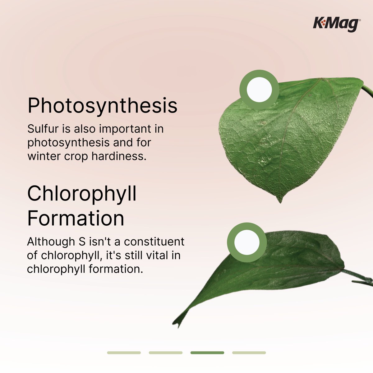 CropNutrition tweet media