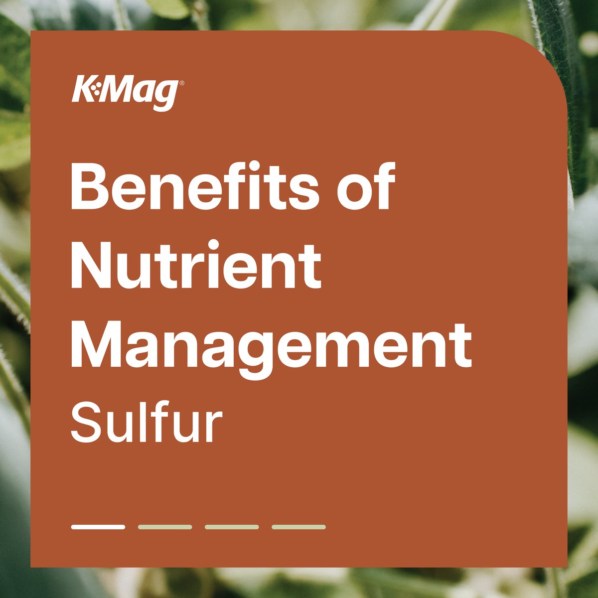 CropNutrition tweet media