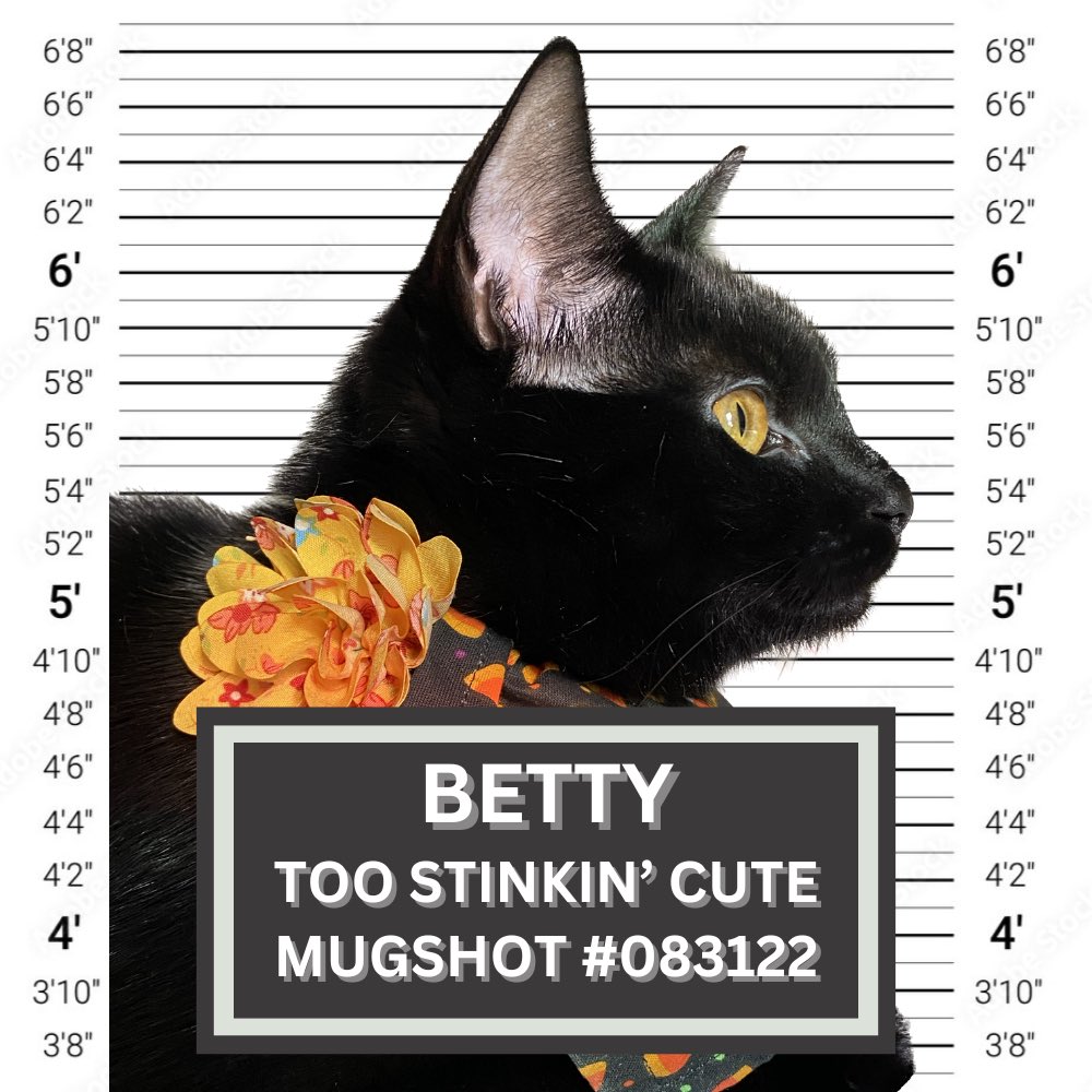 jesslieknope's tweet photo. highly recommend making mugshots out of cute cat pics https://t.co/GVsgcEtcWW