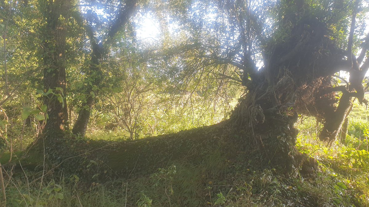 A root plate pond in the wetland.  The tree came down perhaps 30 years ago and now has big trees itself growing from its rotting hulk. A small 🦫 dam backs the water into the hole.
#rootplatepond
#beavertrust 
#wetlandwednesday