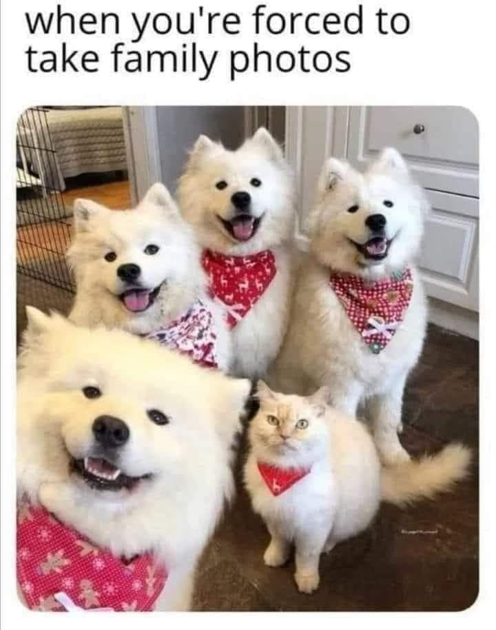 WholesomeMemes tweet media