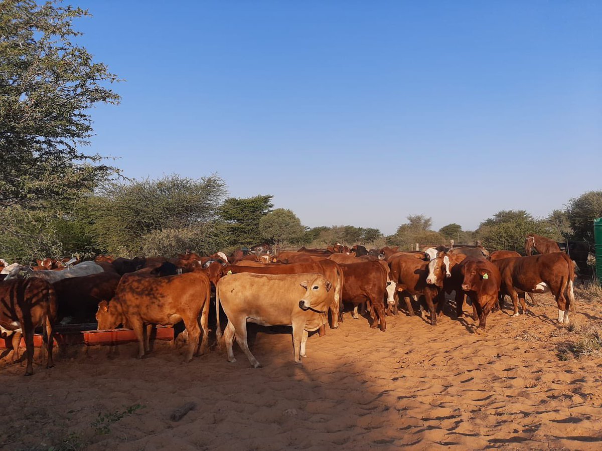ThaboDithakgwe's tweet photo. 20 pregnant Simbra cows for sale in Morokweng area (Vryburg district, North West)
R17 500.00 each

Call me on 073 594 0848 if you are a serious buyer. https://t.co/JdZkXG8RCR