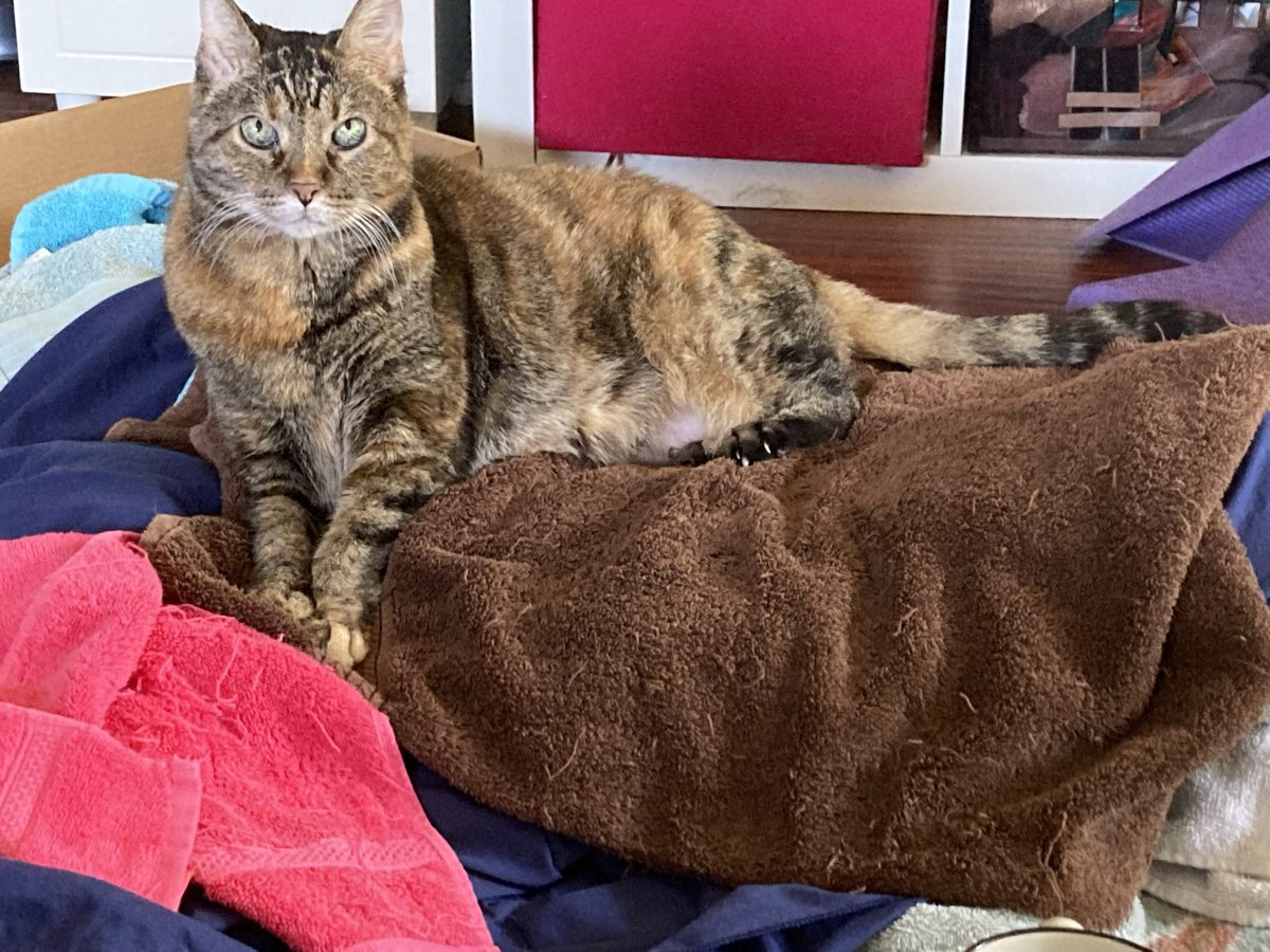 info_monger's tweet photo. Friends, sad to say my cat Nala has passed. She was my everyday companion for 17 years. She will be missed. 🥹 https://t.co/HZRrq4aUgF