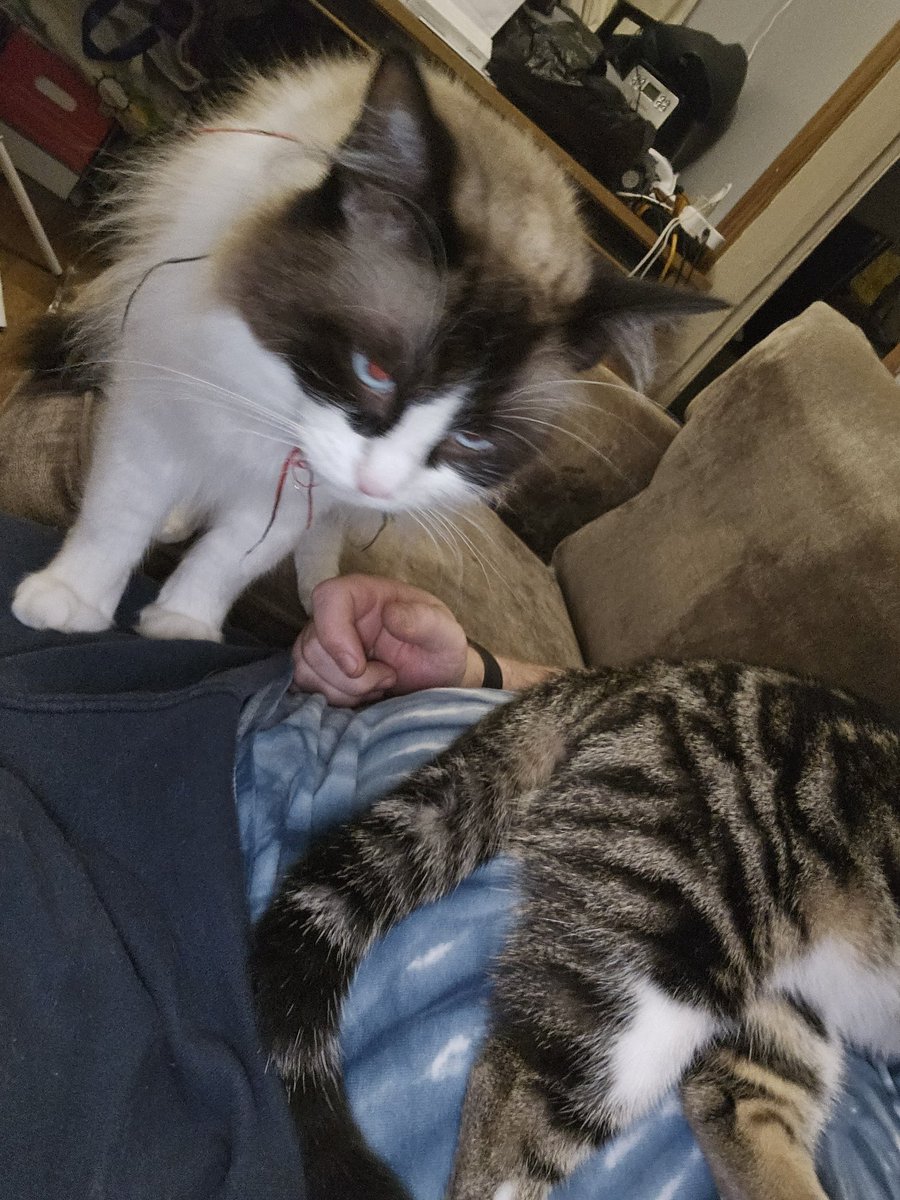 thetechsurgeon's tweet image. When you've had a hard day truckin' in ETS and your co-pilot decides it's time for a catnap! 😹🚛💤 #StreamerLife #CatCoPilot #ets2 #promods #BehindTheScenes