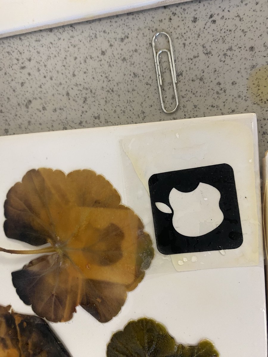 TrentBio's tweet photo. Testing a leaf for starch - investigating the need for light. Year 10 stencils. #biology #photosynthesis #igcse #practicals https://t.co/MFTRTkm4Yz