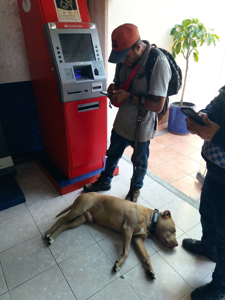 Estoy en la Fiscalía De Inv. Territorial de la <a href="/AlcCuauhtemocMx/">Alcaldía Cuauhtémoc</a> CUH-2. Luego de que un pitbull atacó a mi perra que estaba amarrada. El MP no me quiso recibir y los jueces cívicos quieren que otorgue el perdón para no trabajar. Me cobran alrededor de $10,000 por mi perra ⏬