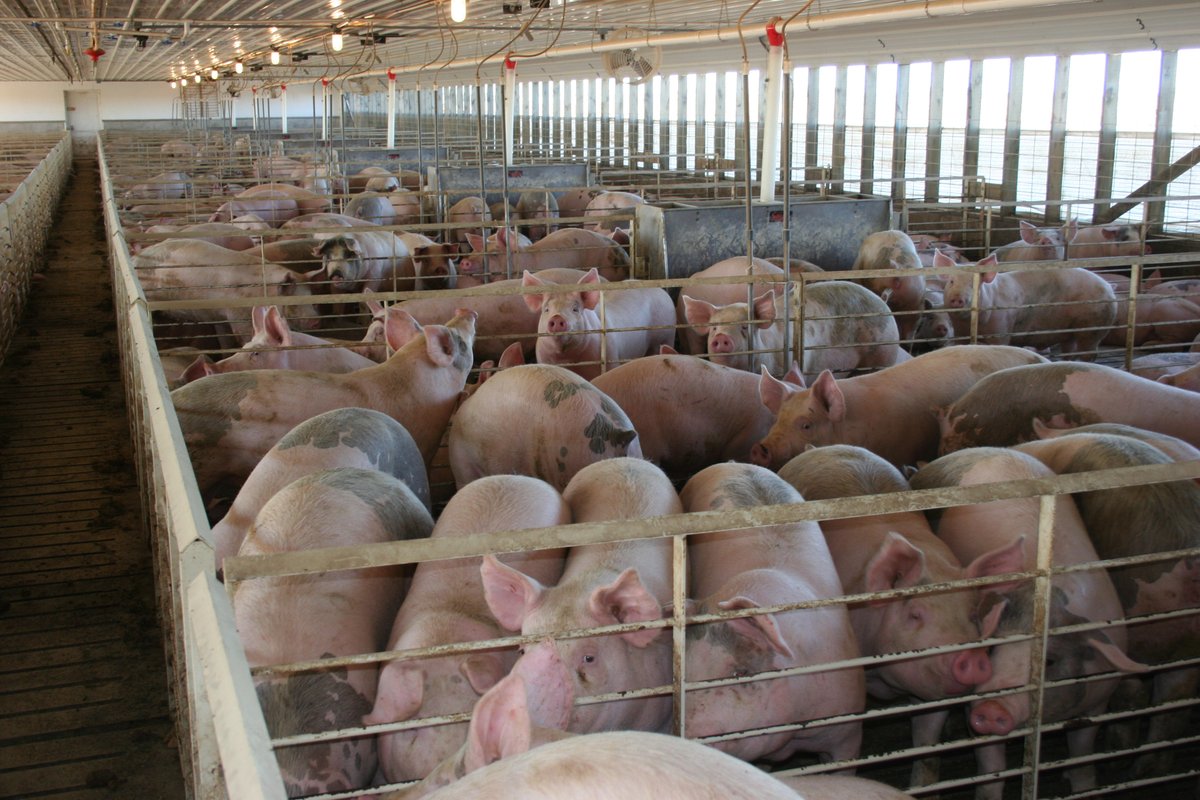 MercyForAnimals's tweet photo. About half a million pigs arrive at U.S. slaughterhouses each year so sick, exhausted, or injured that they can't stand. 

These pigs are often "saved for last" and lie in waste for hours. https://t.co/81dBHBXaXx