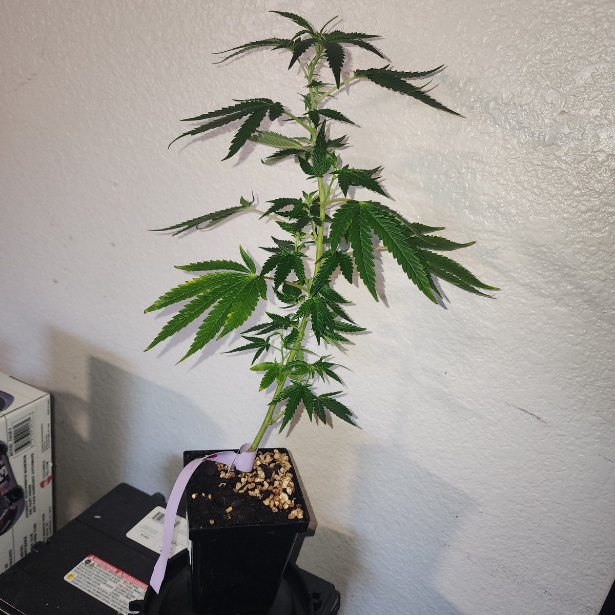 USACLONECO's tweet photo. Black Cherry Gelato is the cross of  Black Cherry Funk and Acai Berry Gelato 49. Black Cherry Funk is the cross of DJ Short’s Blueberry with Black Cherry Soda. While Acai Berry Gelato 49 is the cross of Pink Panties and Sunset Sherbert.  fyi we take big healthy clones!#Cannabis https://t.co/88HxMtl9oz