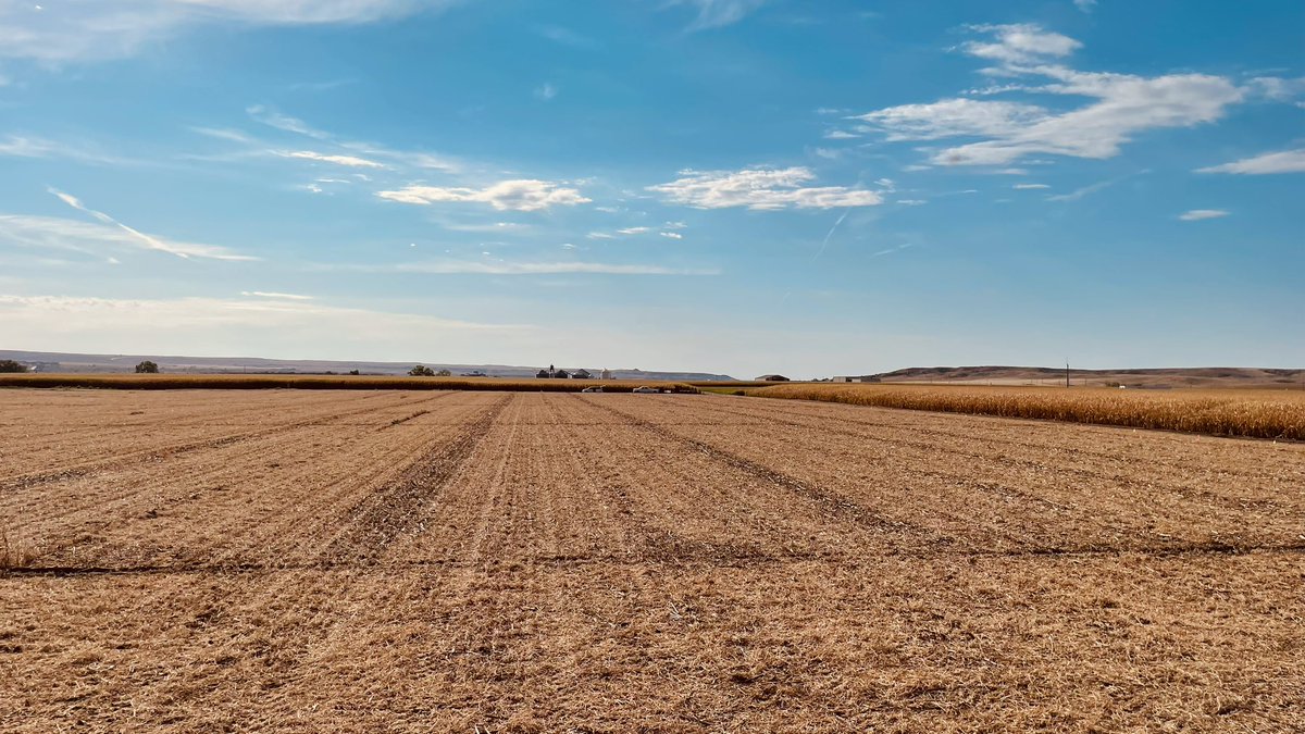 WheatInnovation's tweet image. Day 2, DLRF  Pierre, another 1500 plots in pea and soybean residue. #Slick #NoTillWorks
Now pray for 🌧️ 🌾🤞
#ThankYou  #Gratitude TeamWheat
#GrowWinterWheat 
@SDState