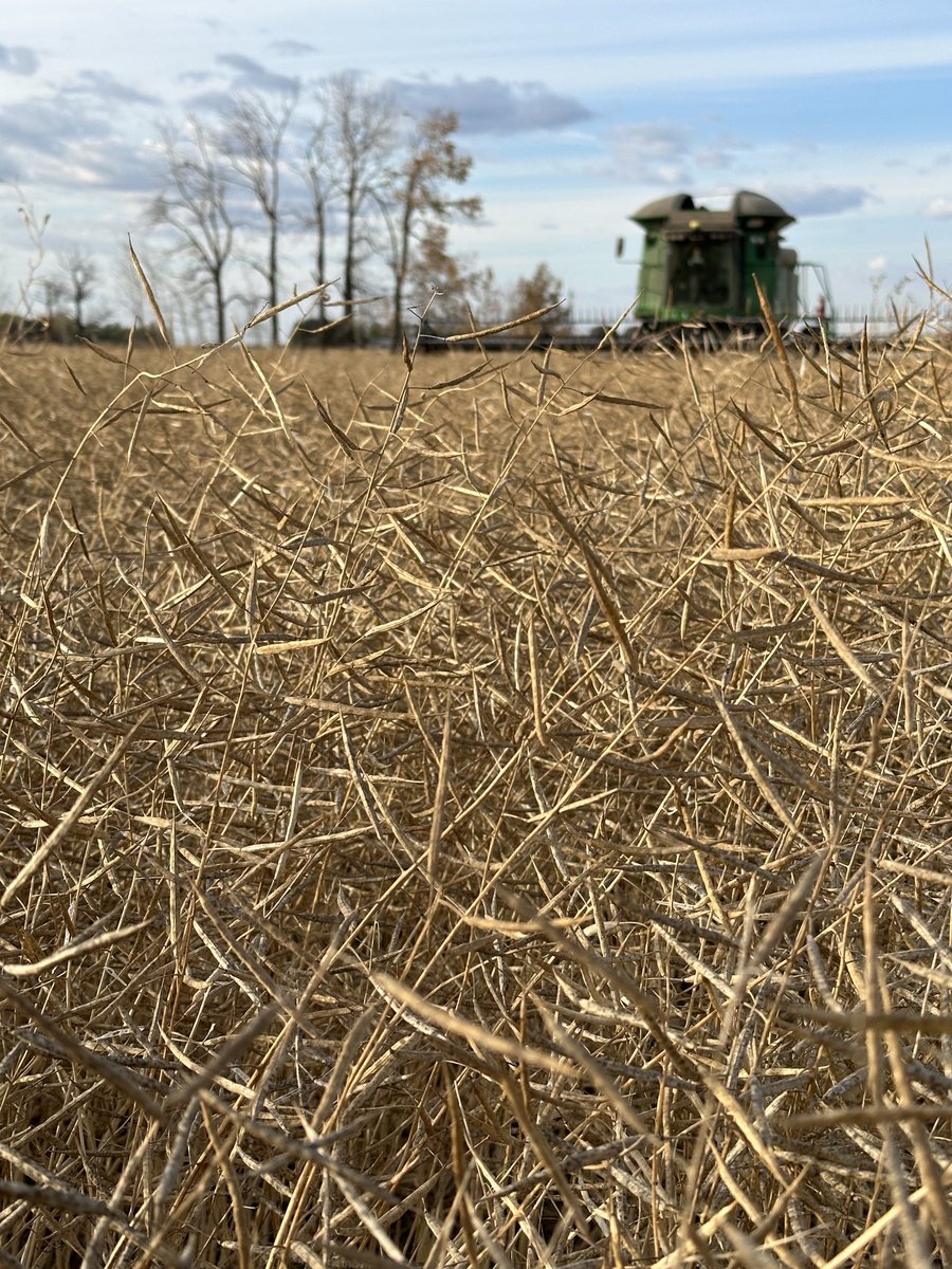 LeightonBlashko's tweet photo. #InVigor L343PC with 2nd Gen #clubroot resistance. @BASFAgSolutions #podshatterreduction https://t.co/jwPunzmK2A
