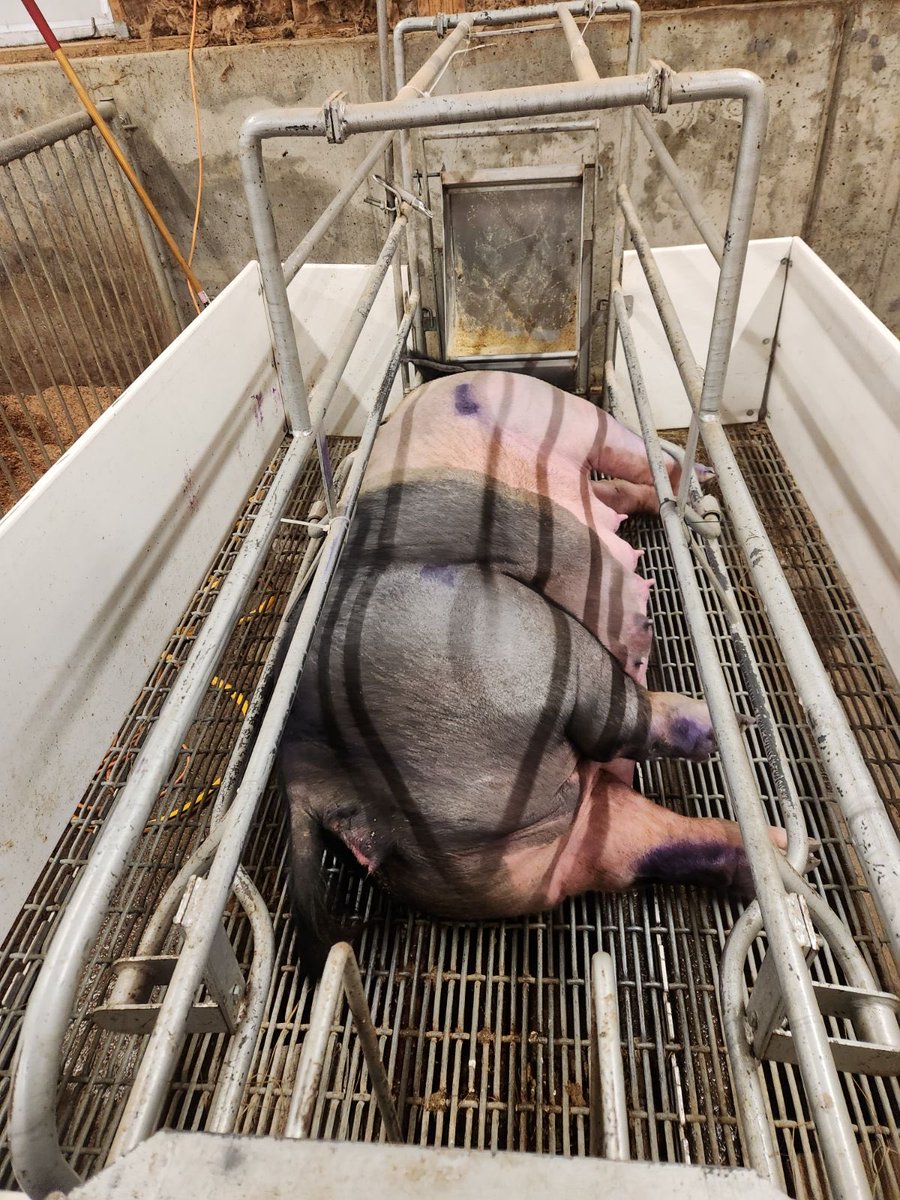 Looks like Large Animal Science and Agriculture will have their first delivery of the new school year sometime tonight. #LASA #MECTC