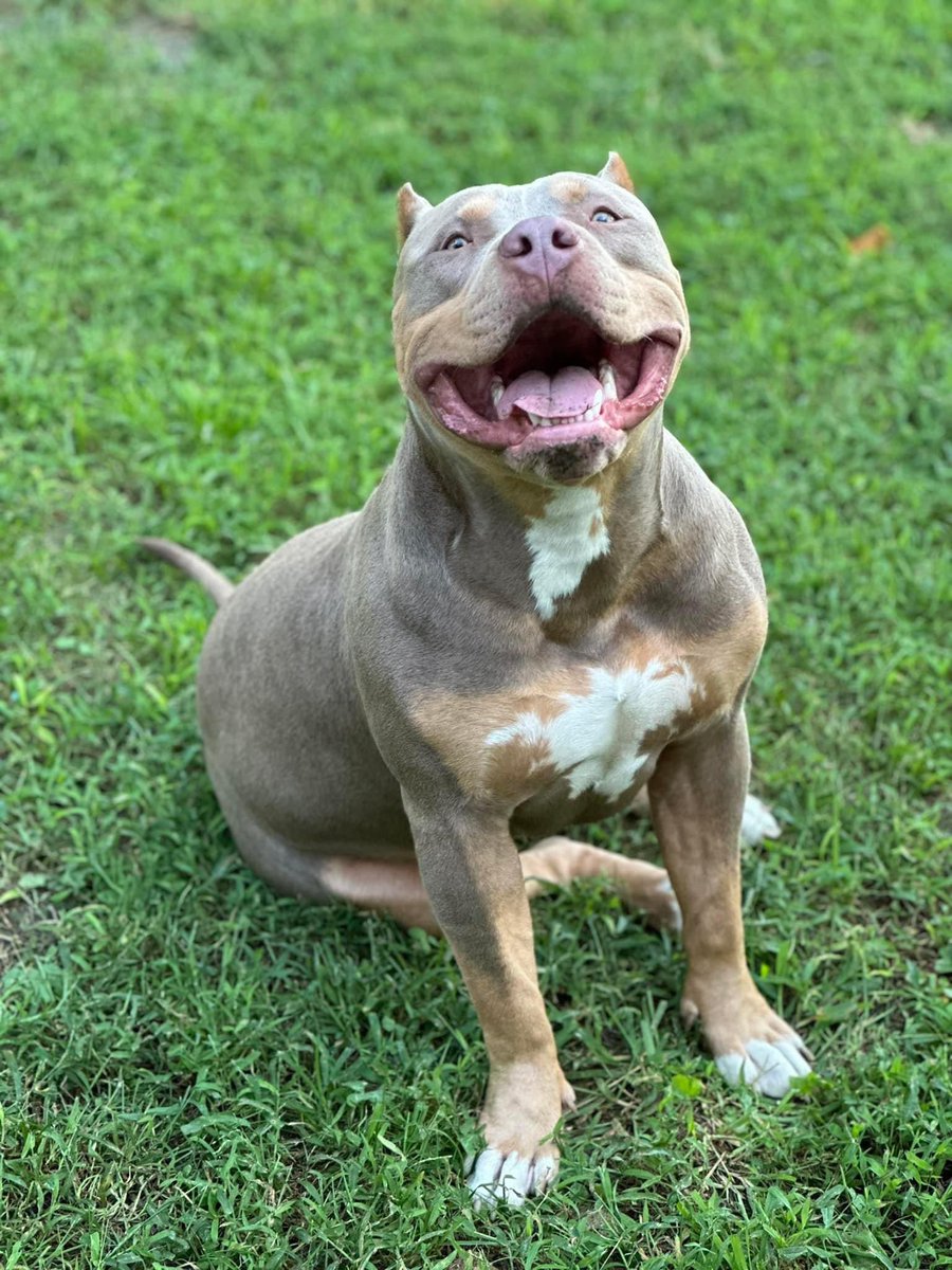 KreativeGenius_'s tweet image. One of my productions from my first breeding 🔥💯💪🏽 #AmericanBully @OfficialABKC #Bullybreed