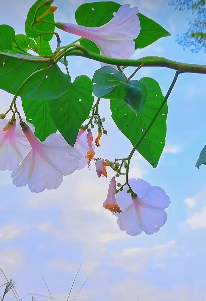 আসসালামু আলাইকুম........! 
শুভ সকাল..... 🌿🥀🌿