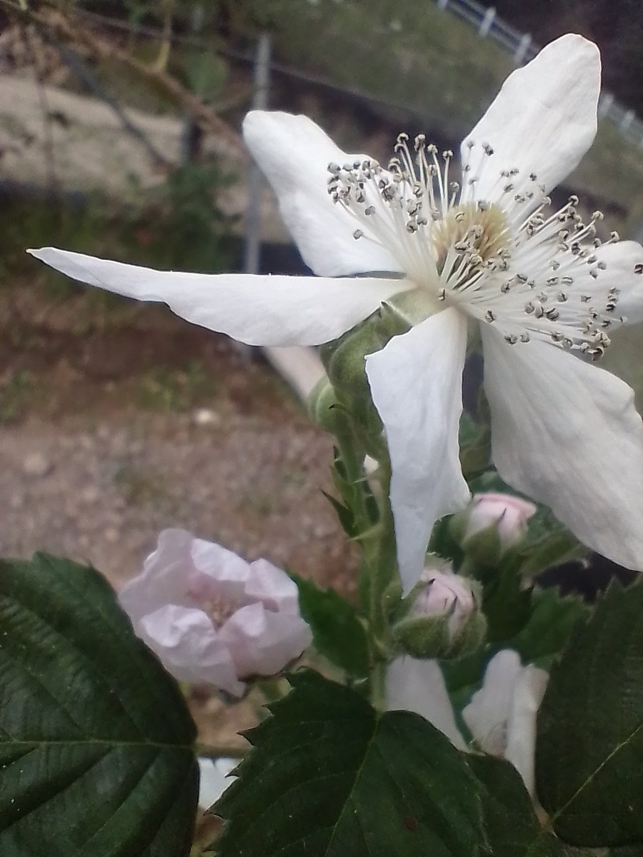 dirtykk000's tweet image. Las chulas de hoy #Zarzamora