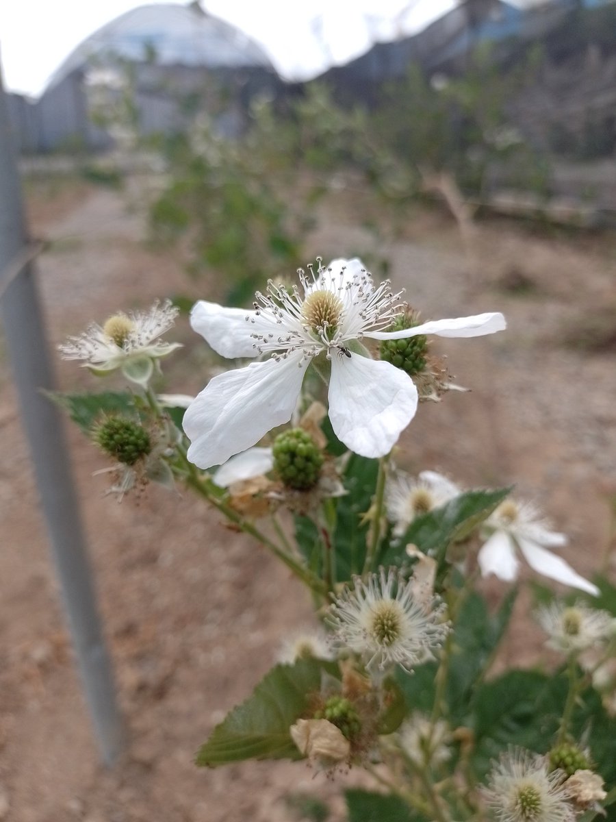 dirtykk000's tweet image. Las chulas de hoy #Zarzamora