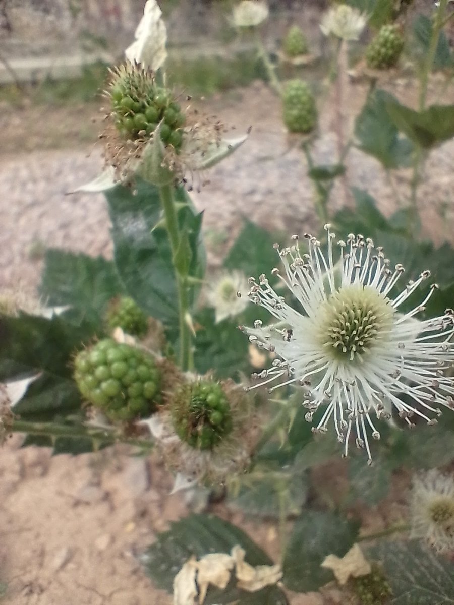 dirtykk000's tweet image. Las chulas de hoy #Zarzamora