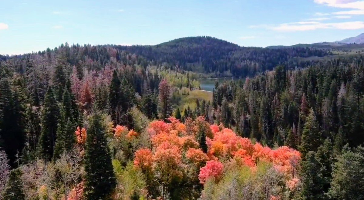 SLCScanner's tweet photo. #FallColors2023 Nebo Loop taken by @cajaaw today. #Awesome #utwx #Utah https://t.co/xVsOKqjYgh