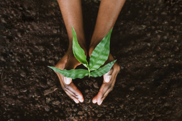 Planting trees is a gift to our planet. Trees combat climate change, purify the air we breathe, provide shelter for wildlife and enhance the beauty of our surroundings Plant a tree today!