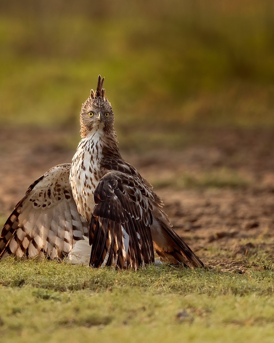 ImagingtheWilds's tweet image. Bird Food For Crested (Changeable) Hawk Eagle

 #planetbirds #birdsofprey #raw_birds #wildbirds #wildbird #bird #birds #birdwatching #birdphotography   #birdlovers #birding #bird_brilliance #birds_captures #birds_adored #birdpotd #birdshots #sassy_birds #total_birds #eagles #lka
