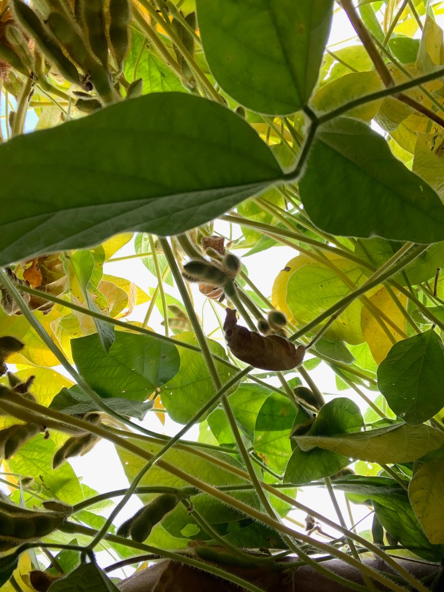 Rainfed soybean (or the lack thereof) shutting down while our recycled drainage water plots are staying alive! Green leaves and active seed fill due to replacement irrigation (2.4" over 45 days).
How much of the top end have we lost? 
<a href="/PurdueAg/">Purdue Agriculture</a>
<a href="/PurdueAgronomy/">Purdue Agronomy</a>
<a href="/PurdueExtension/">Purdue Extension</a>