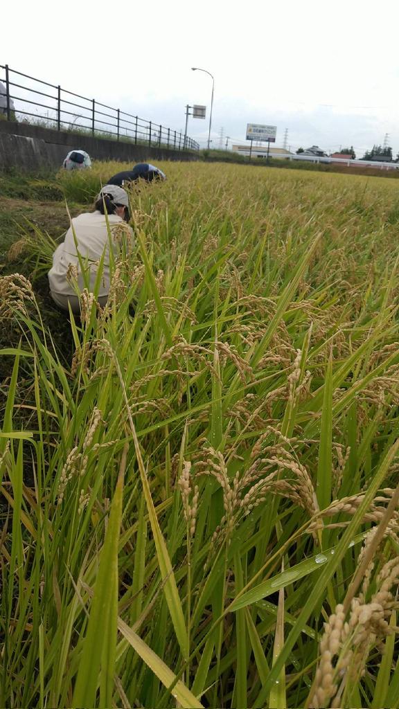 hamachidori_net's tweet photo. i-sakeプロジェクトの皆さんと一緒に盛岡で稲刈り中🌾

#岩手 #あいさけ #isake https://t.co/nwSMfEbZqF