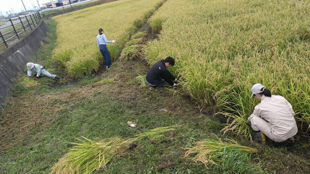 hamachidori_net's tweet photo. i-sakeプロジェクトの皆さんと一緒に盛岡で稲刈り中🌾

#岩手 #あいさけ #isake https://t.co/nwSMfEbZqF