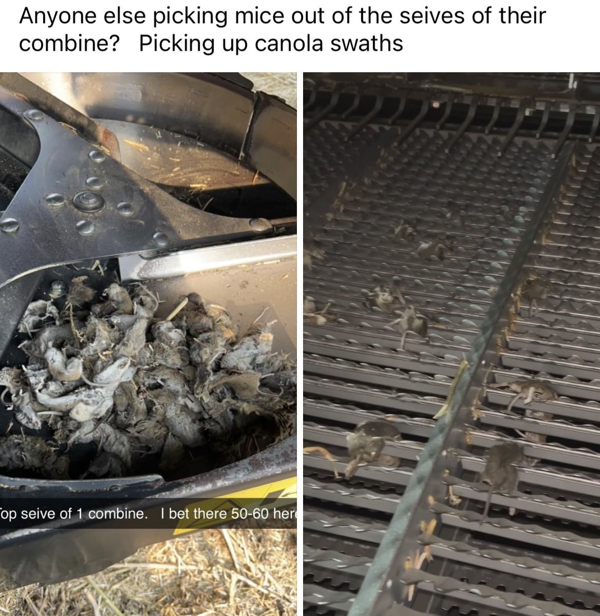 Mayor of Thunderhill 🇷🇺 tweet media