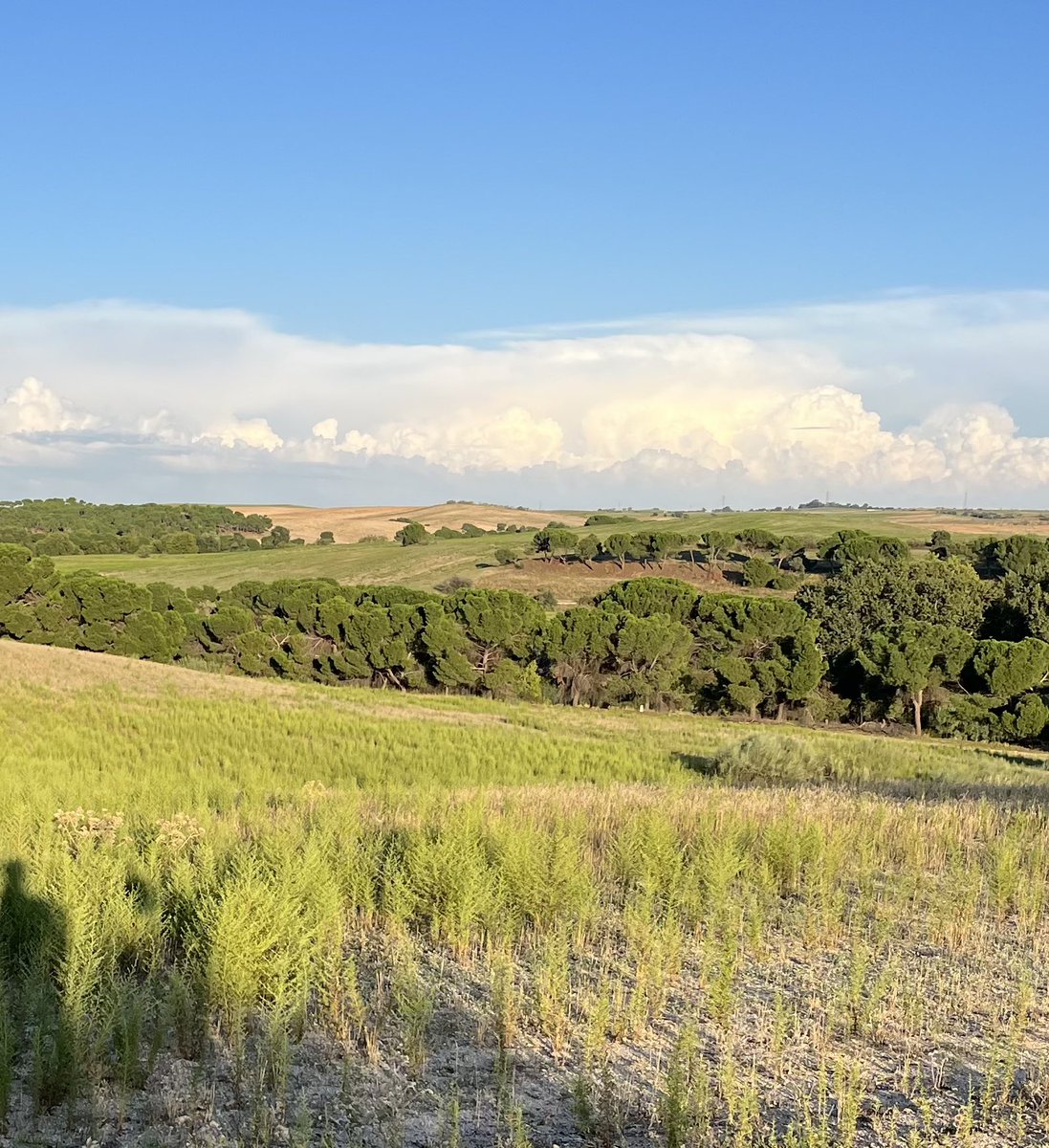 Eden Rodriguez tweet media