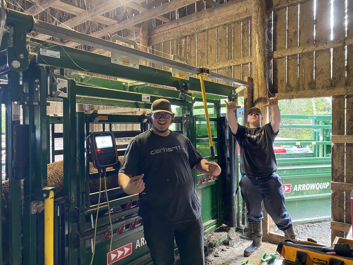 Chute side crew. 40 head processed in an hour today 🤟🏻 <a href="/Arrowquip/">Arrowquip</a> <a href="/TristanDemerch3/">Tristan Demerchant</a> #RudyRoo