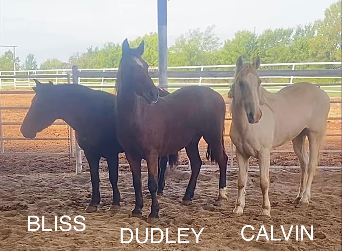 $2415 needed to save the 3 bonded seniors & 3 sponsors at $125 a month or share the cost with a friend for at least 3 months. paypal.com/donate/?hosted…… account.venmo.com/u/SWMSC x.com/moodysally1/st…… #AdoptDontShop #horserescue #SaveaLife #SpreadtheWord #StopTheRoundups