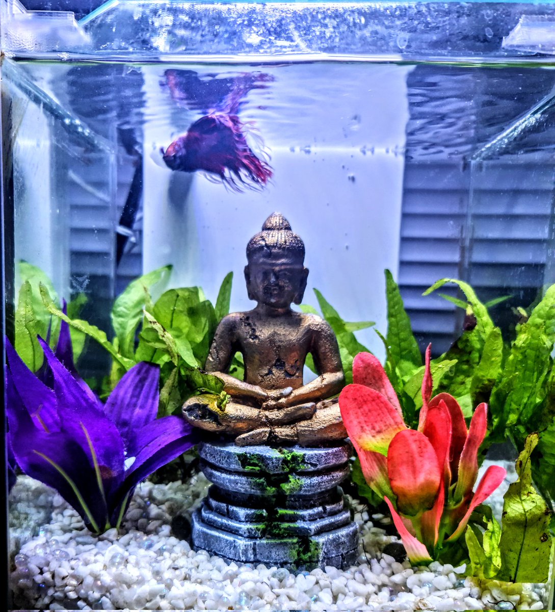 OZZY_GiRL_'s tweet photo. Fishy Haven 🐟 Happy boy 
#betta #bettafish #bettasplenden #fighterfish #aquarium https://t.co/VeL95lwtVB