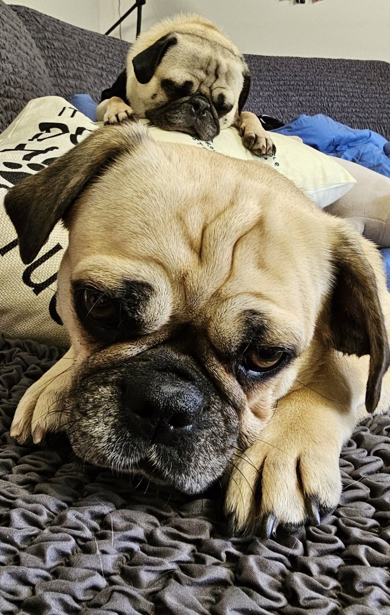 TychoPug's tweet photo. Give us your dinner or else. #maxcuteness 

#TychoPug #centralohiopugclub #Puglife #pug #pugsoftwitter #dog #dogsoftwitter https://t.co/DO3roC79dZ