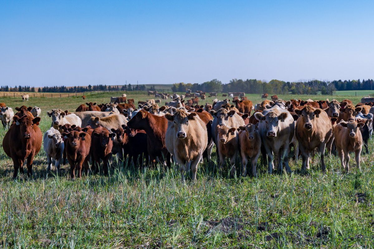 Soderglen Ranches tweet media