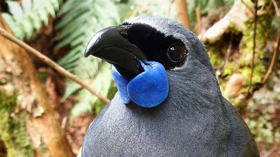 docgovtnz's tweet photo. Kōkako are “rapidly expanding” at Rotoehu Forest between Rotorua, Whakatāne and Te Puke according to a new survey of the birds: https://t.co/W78dV74OWk https://t.co/25EEtoI7rR