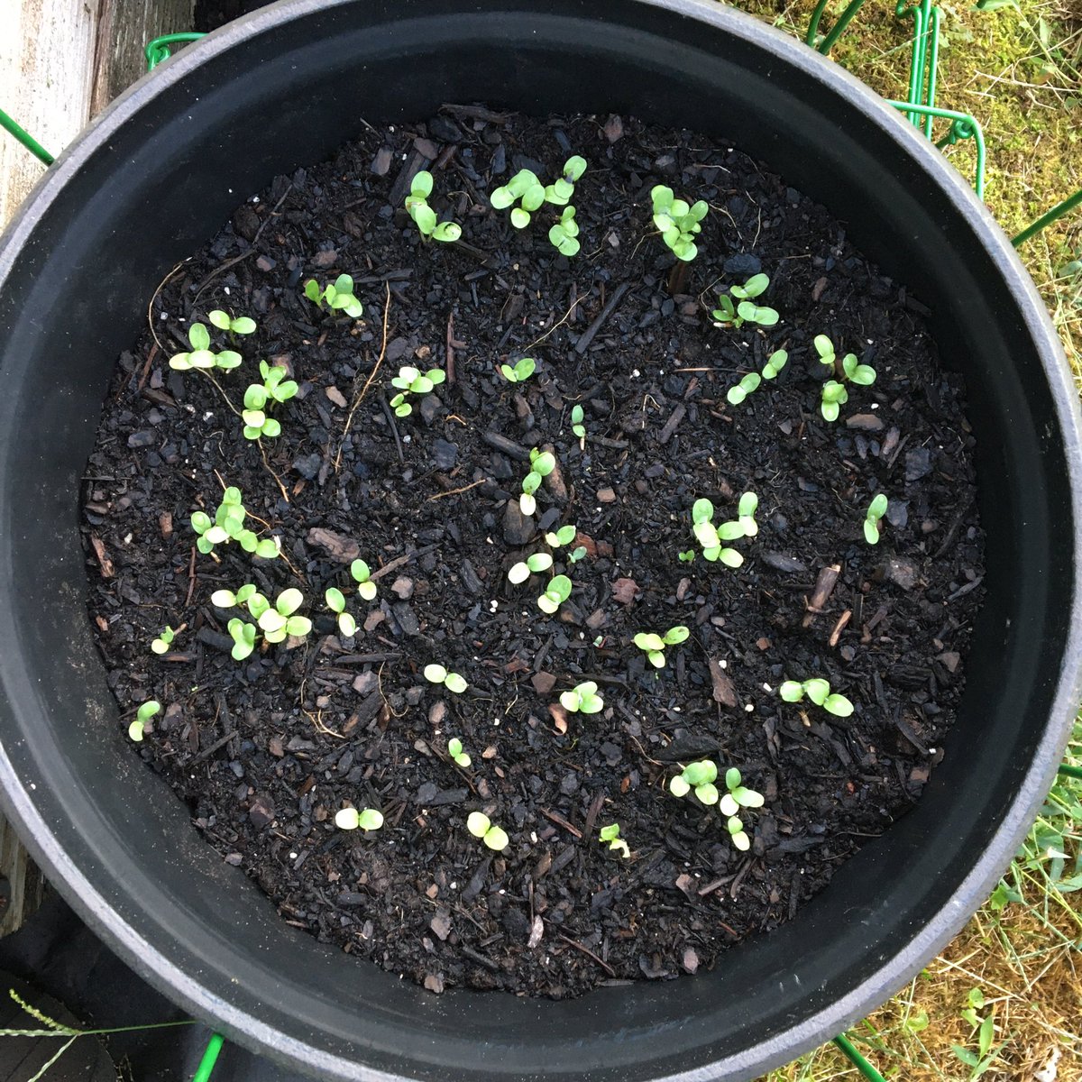kimgraziano's tweet image. 🍂🌱And we have liftoff! First time planting a fall garden and I am a bit excited over here, friends! The Cherry Belle radishes and Blue Cornflowers at one week. #homegarden #bloomwhereyouareplanted #fallgarden #fallgardening #spectacularseptember #gardeningtwitter