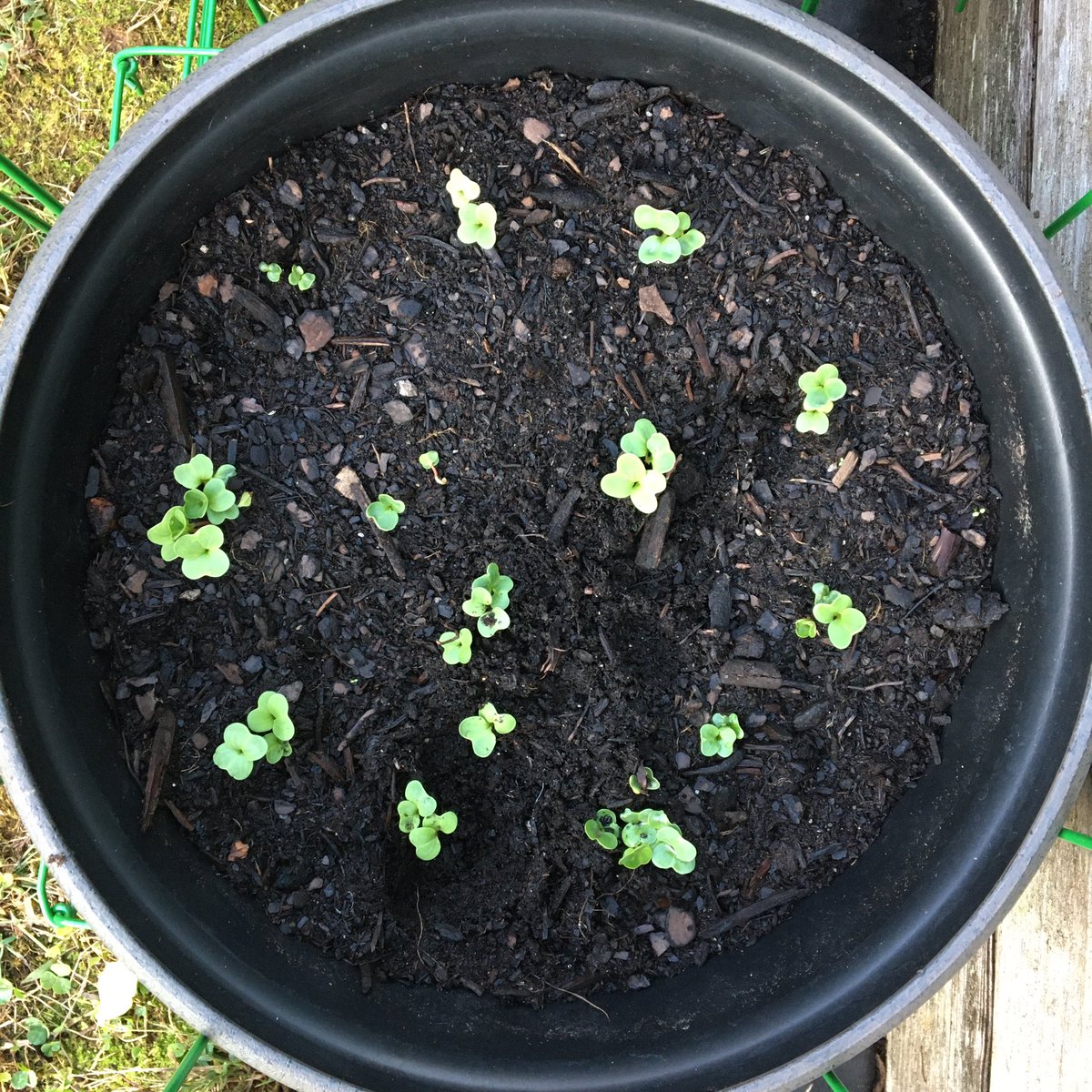 kimgraziano's tweet image. 🍂🌱And we have liftoff! First time planting a fall garden and I am a bit excited over here, friends! The Cherry Belle radishes and Blue Cornflowers at one week. #homegarden #bloomwhereyouareplanted #fallgarden #fallgardening #spectacularseptember #gardeningtwitter