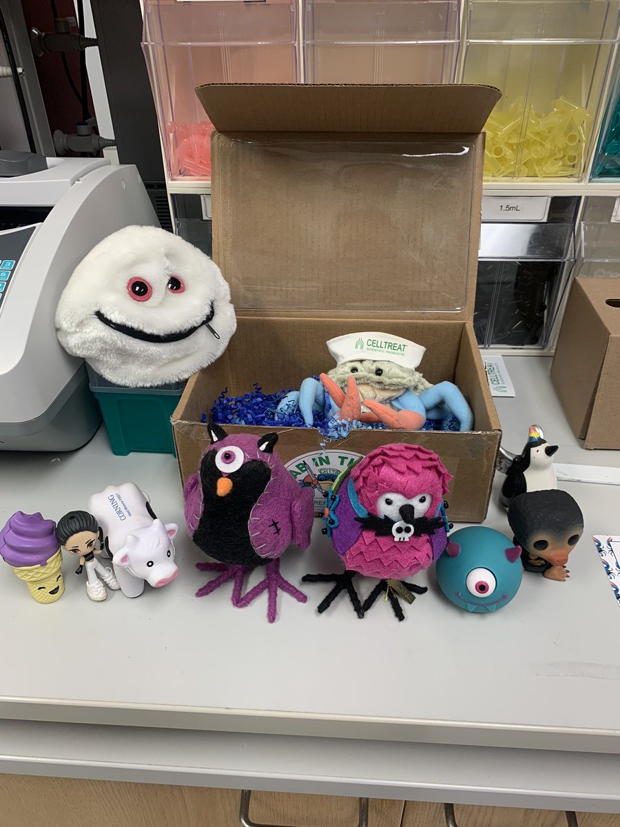 SteviJM2313's tweet photo. OUR CRAB IN THE LAB IS HERE!!!!!!! We have to figure out a name!! He’s already made friends ^-^ @LWellberg @NishaSusan @Aramens9 https://t.co/nMtuxKOFSW