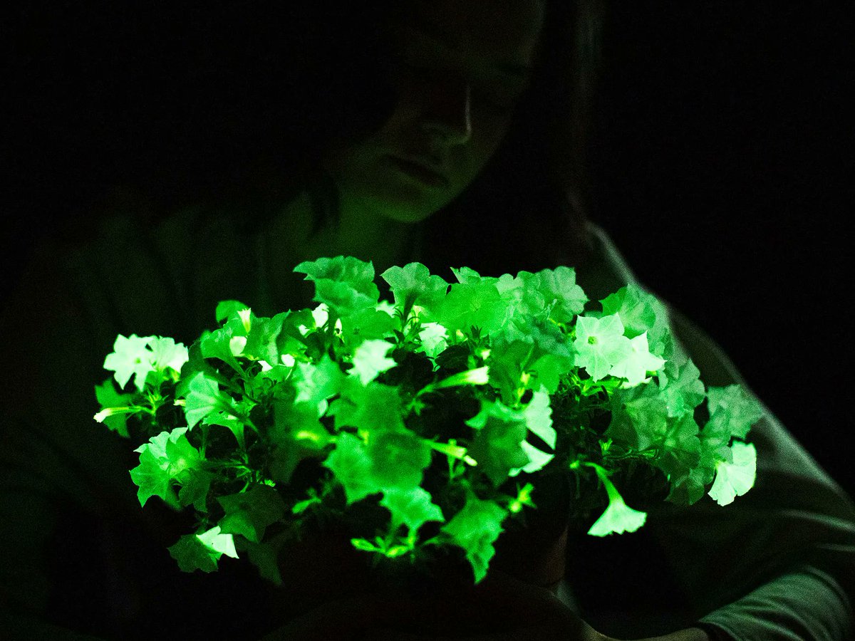 Nice article about @light_bio's glowing plants by @emilylmullin at @WIRED