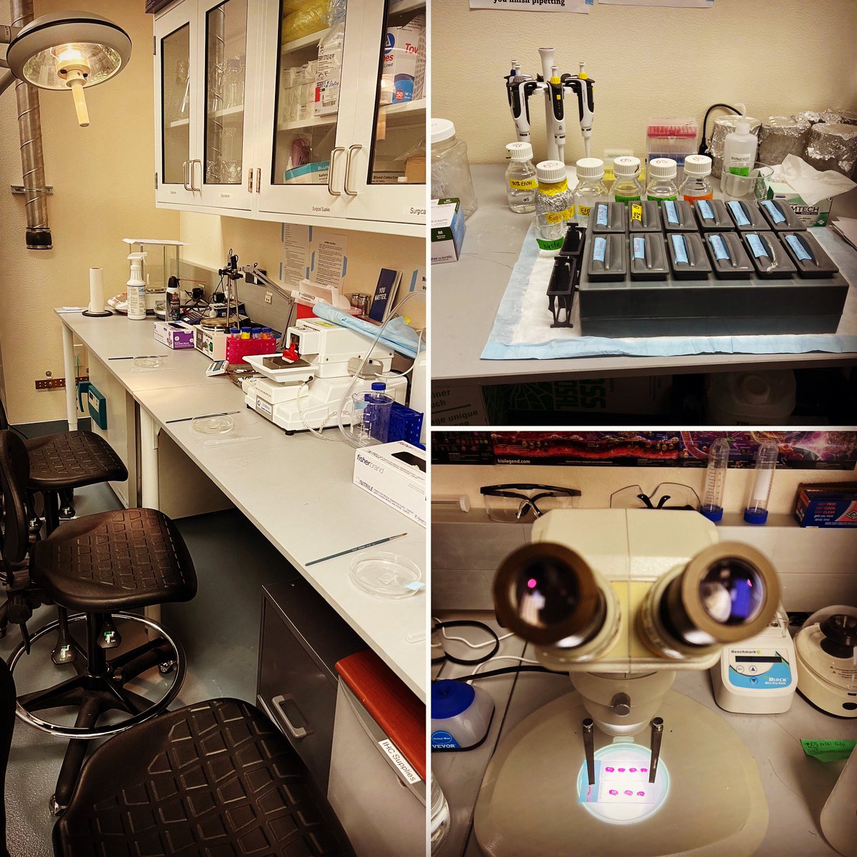 OleksiiShandra's tweet photo. Today I set the stage with all the essentials for a my lab skills class. Our histology brushes may not be 🪄 straight out of Hogwarts, but they're our tool of choice for resolving the fun of cellular neuroscience. 🧠 #LabLife #NeuroscienceMagic #Teaching https://t.co/iXPhSZNnmk