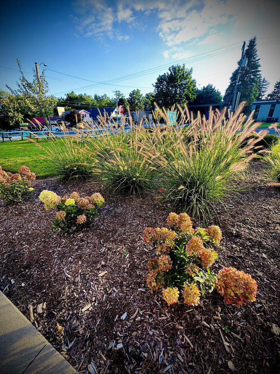 Yes … its been a rainy season☔️….but we are loving our fall gardens 🌸 They are soooo happy 💜 #fallgarden #raingoodness #greenthumb #patio #fall