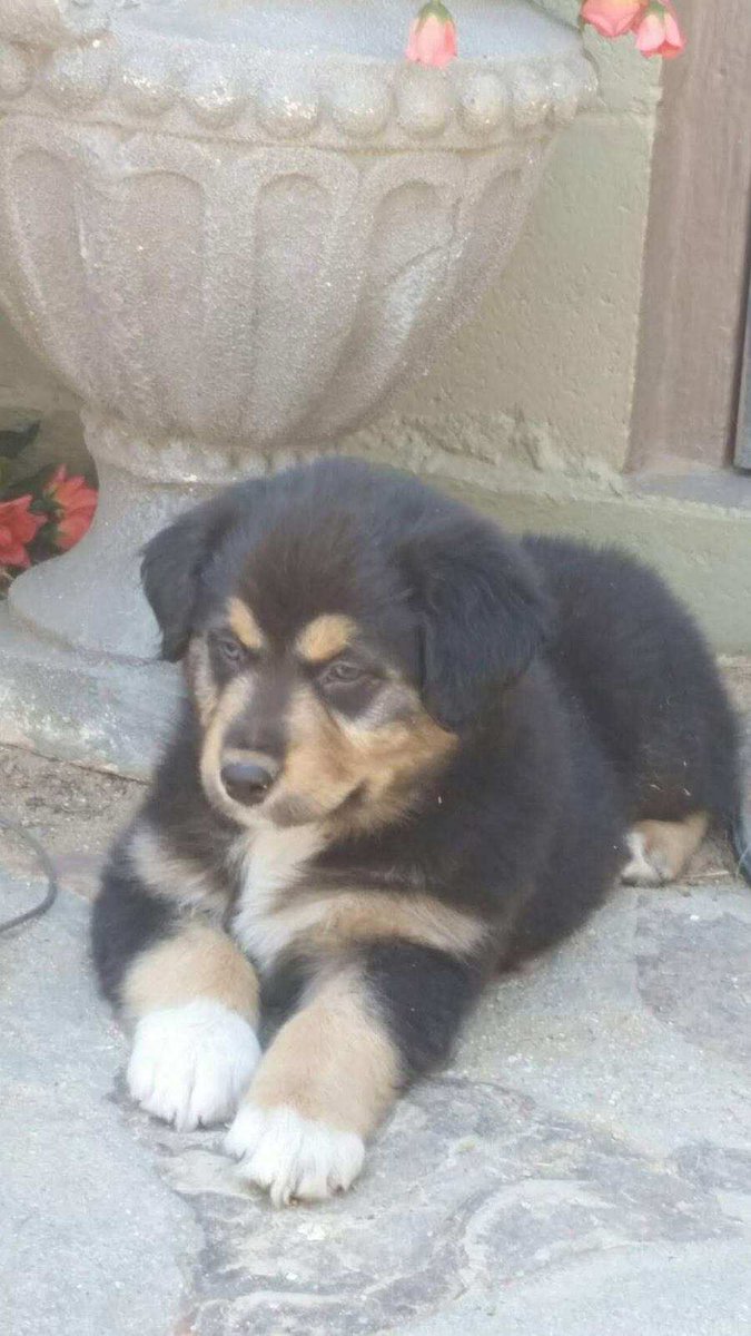 チル丼🍚英語は苦手です🇺🇸 tweet media