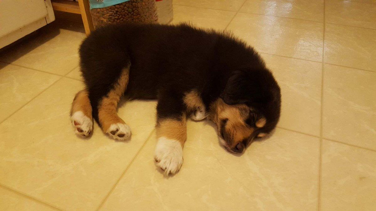 チル丼🍚英語は苦手です🇺🇸 tweet media