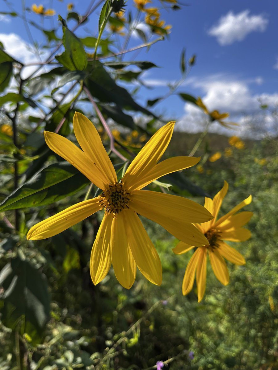 DawnPridham's tweet photo. This week in pictures includes apple orchard, food 

    #Realestate #Realtorlife #Realtorphotography  #Realestateagents  #Tennessee #USA #Loveexit #EXITrealtyofthesmokies #exitcorp #love #Houseforsale #buyersagent #lifeouthere #God  #EXITSouthEast #Tennessee #food #homemade https://t.co/SJ8E2EM7jY