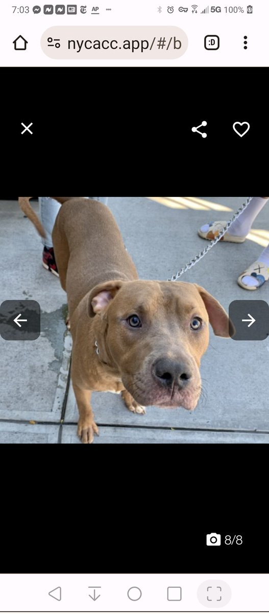 WIGGLES❤️  181387 <a href="/NYCACC/">Animal Care Centers of NYC</a>
Sweet WIGGLES was found stray &amp; brought to the shelter. He's already caught the NYC pneumonia😔 He's 2 yrs old, shy &amp; scared. Warms up to staff💞He's a handsome boy who needs a home &amp; wants to be loved❤️PLEASE PLEDGE/FOSTER OR ADOPT🆘🙏🙏🙏💉💉🆘🙏🙏❤️🆘