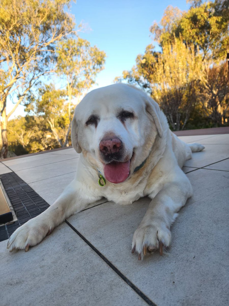 ellesmerechase's tweet photo. @Phil_Sledge Grace 💖   She passed away quietly at home on 11th September 2023 at the age of 13.5 years.  We will miss her always 😢💕 https://t.co/cOGjDVRkQt